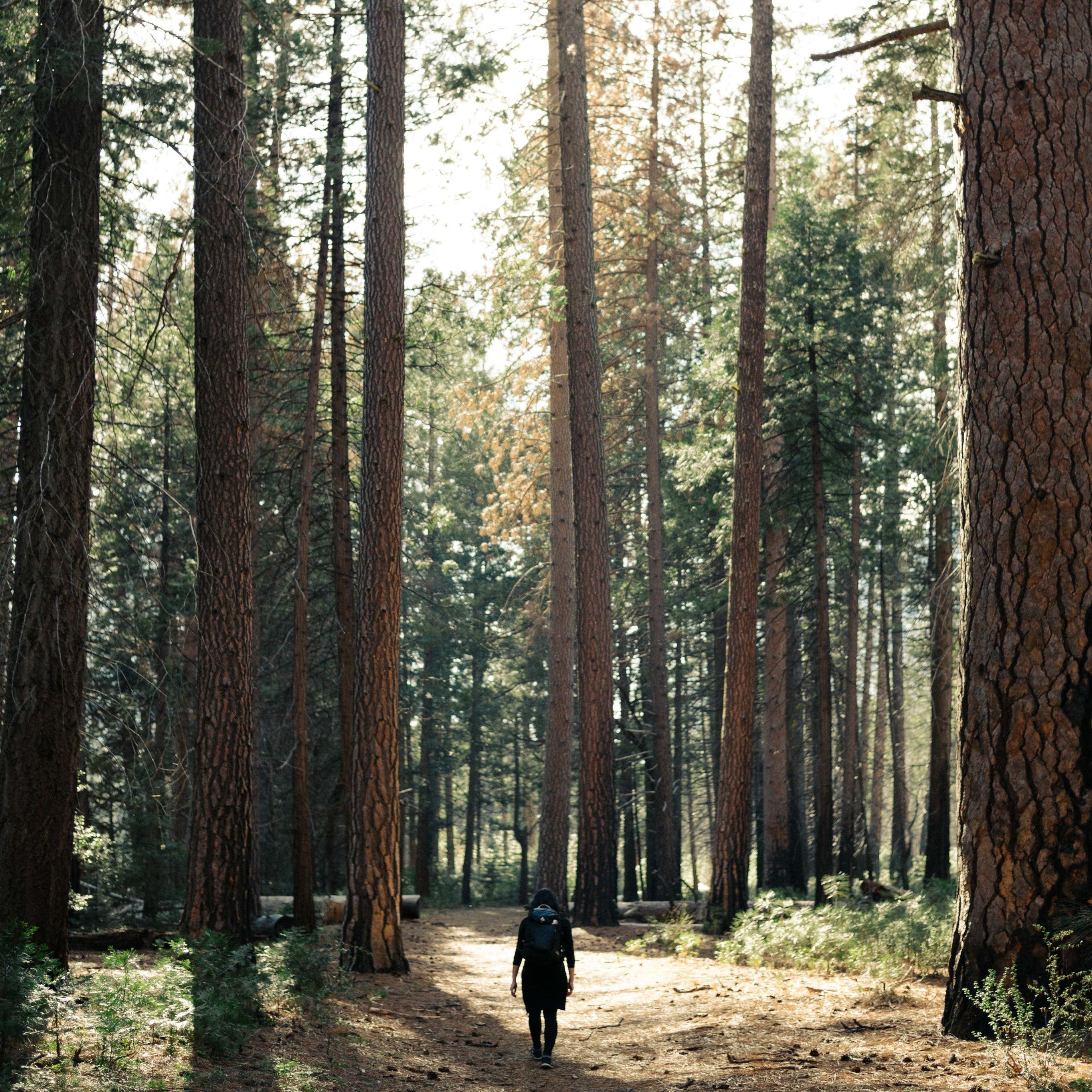 Hiking Through Giants – Mate Abenteuer Natur