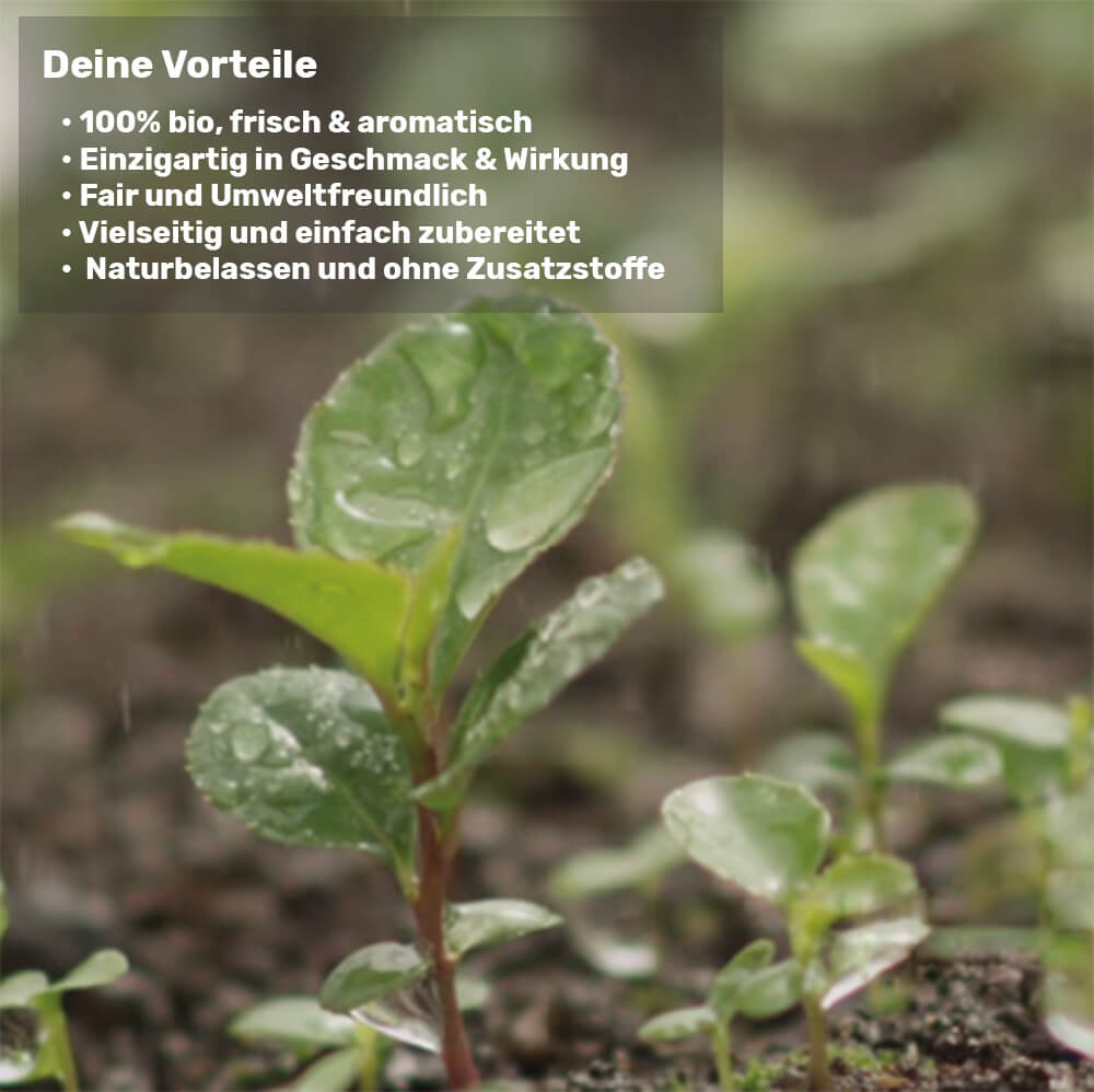 Bio Yerba Mate Spross